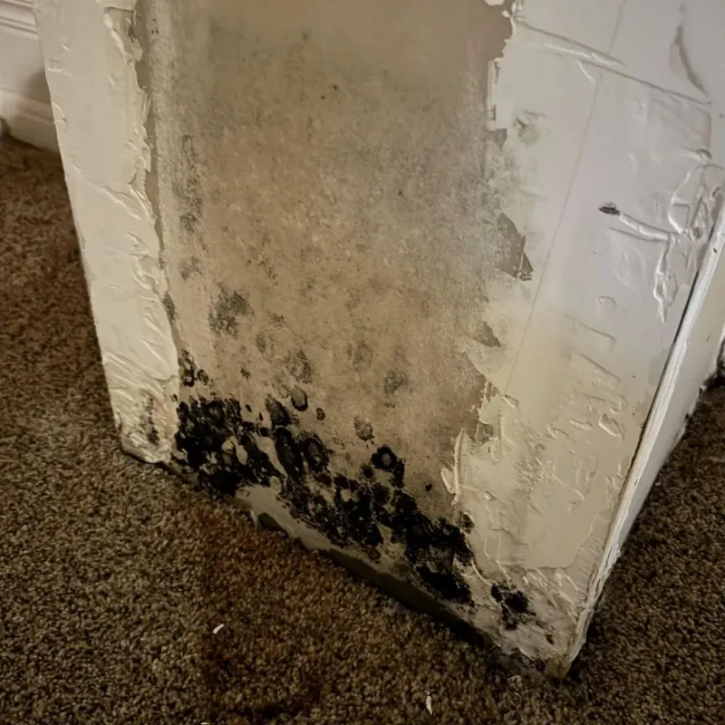 Professional Mold Removal in Hennessey, OK